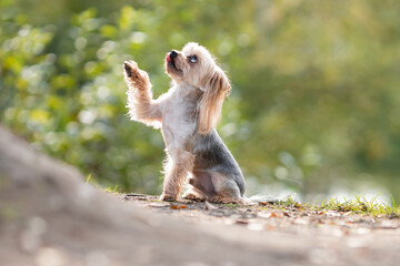 Cute yorkshire terrier dog with tongue out giving a paw at the blurred forest green background