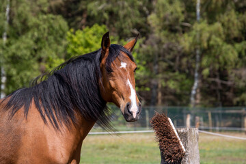 Obraz premium Beautiful brown Lusitano mare in pasture