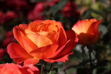 Red Rose as a natural background .Valentine's day. Bushes of bright blooming Roses on sunny day. Natural floral background. Flower close up. Background with Roses. Flower petals. Postcards. Greetings