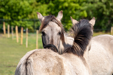 Two konik horses scratching each other making friends © PIC by Femke