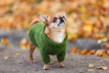 Sad little chihuahua dog wearing stylish green knitted clothes is standing among yellow fallen leaves at autumn nature.