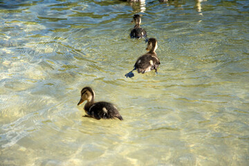 a group of young ducks swims on the surface of a mountain lake