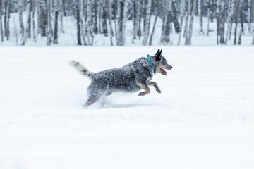 Fototapeta na wymiar Australian cattle dog or blue heeler running on snow at winter nature