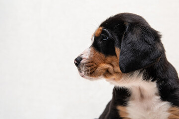 cute puppy of a large Swiss mountain dog on a white background close-up