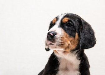 cute puppy of a large Swiss mountain dog on a white background close-up