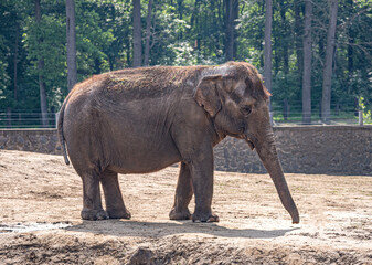 Elephant in the zoo. Big elephant for a walk in the menagerie.