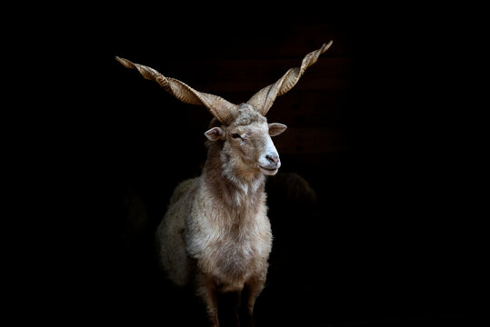 Lonely hungarian Racka sheep on the dark background.