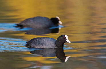 coots swims on a spring lake