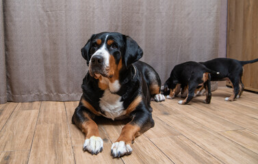 the dog is lying on the living room floor with his puppies. Great Swiss Mountain Dog