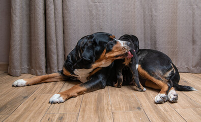 the dog is lying on the living room floor with his puppies. Great Swiss Mountain Dog