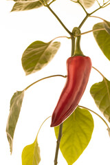Kapiya pepper grown at home.