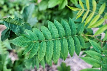 A branch of leaves on green background.