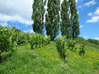 Beautiful Hoehenpark Killesberg in Stuttgart