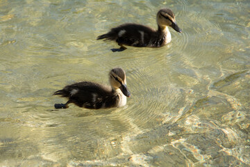 a pair of young ducks playing on the shore of a mountain lake