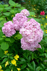 Pink laryngeal flowers (Hydrangea L.), close-up