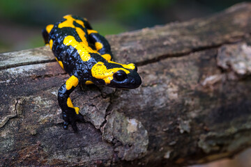 The fire salamander - Salamandra salamandra - is a common species of salamander found in Europe