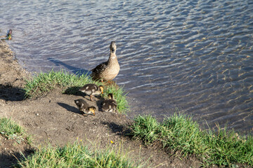 young ducks under the supervision of their mother on the shore of the lake