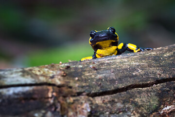 The fire salamander - Salamandra salamandra - is a common species of salamander found in Europe
