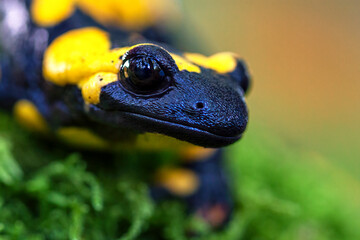 The fire salamander - Salamandra salamandra - is a common species of salamander found in Europe