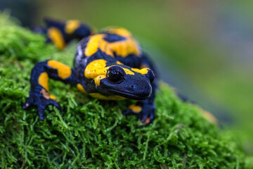 The fire salamander - Salamandra salamandra - is a common species of salamander found in Europe