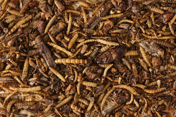 dried insects for pet food, insectivores need protein