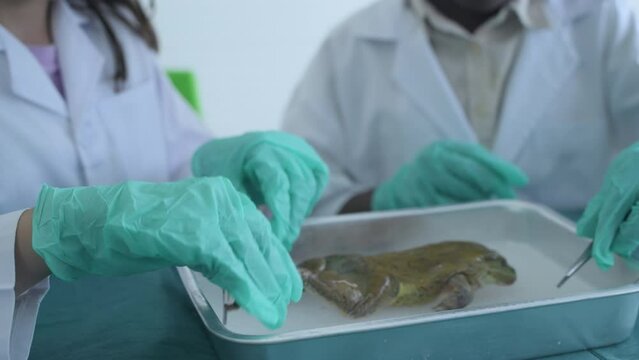 Education concept of 4k Resolution. Researchers are dissecting frogs in a lab.