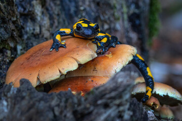 Obraz premium The fire salamander - Salamandra salamandra - is a common species of salamander found in Europe