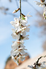 Beautiful almond blossoms, blue sky.	
