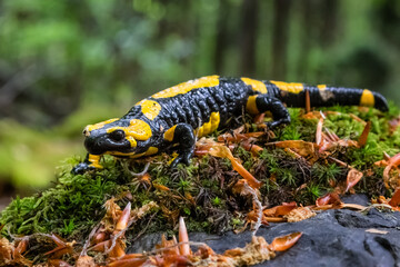 The fire salamander - Salamandra salamandra - is a common species of salamander found in Europe - obrazy, fototapety, plakaty