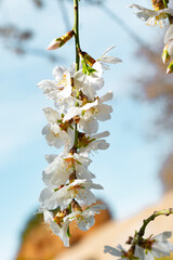Beautiful almond blossoms, blue sky.	

