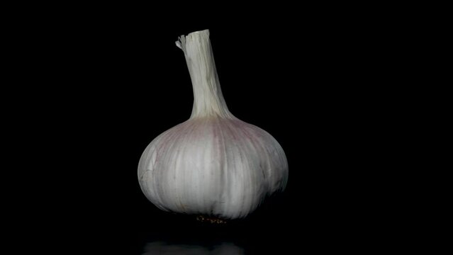 head of garlic rotates on a black background, close-up 