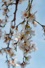 Beautiful almond blossoms, blue sky.	