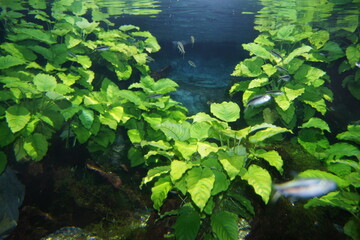 SONY DSC
