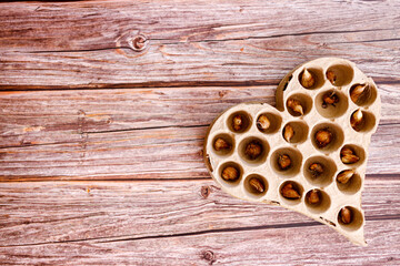 Planting tulips in a container with soil. Growing tulips at home. The concept of home gardening.