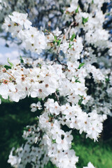 Close up branches of cherry tree with blooming white flowers in bokeh, beautiful nature spring background