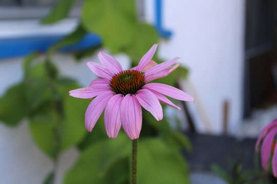 bee on flower