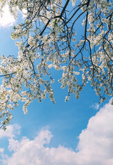 Natural spring light background of blue bright sky and branches of cherry blossom tree with white flowers
