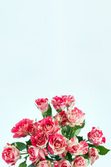 White-red rose on a pastel background. Vertical floral banner. Selective focus, copy space