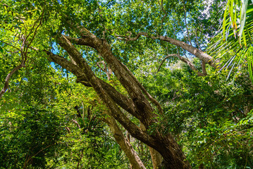 Fototapeta na wymiar Zanzibar Jozani rain forest. Jozani-Chwaka Bay Conservation area, Tanzania, Africa