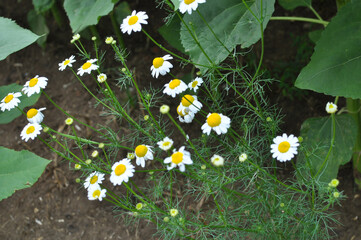 Chamomile is odorless (Tripleurospermum maritimum) grows in nature among grasses