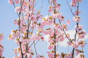Nature pattern tender background with pink blossom flowers on tiny tree branches at clear sky background, spring spirit