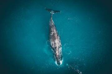 Gian grenlandiad whale surfaced near whale watcher top view