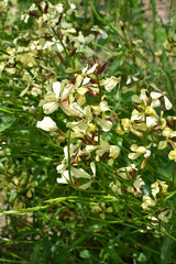 Arugula (Eruca sativa) blooms in the garden