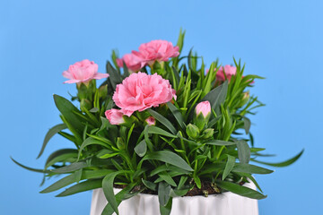 Naklejka na ściany i meble Pink Dianthus flowers in pot on blue background