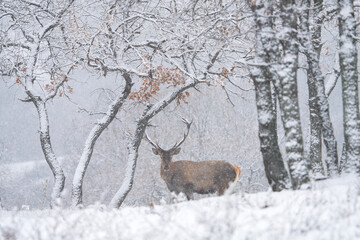 Red deer during winter season. Deer in the forest. European nature. Animals in Rhodope mountains. 