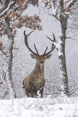 Naklejka na ściany i meble Red deer during winter season. Deer in the forest. European nature. Animals in Rhodope mountains. 
