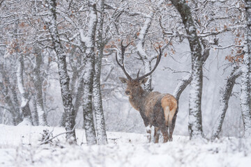 Red deer during winter season. Deer in the forest. European nature. Animals in Rhodope mountains. 