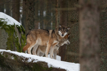 Eurasian wolf in the forest. Wolf during winter time. European nature. Pack of wolf in nature. 