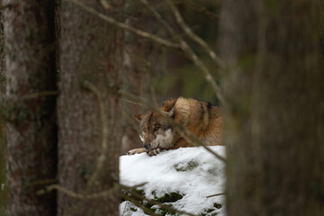 Eurasian wolf in the forest. Wolf during winter time. European nature. Pack of wolf in nature. 