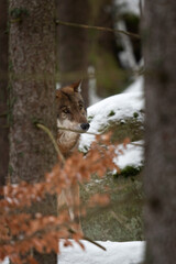 Eurasian wolf in the forest. Wolf during winter time. European nature. Pack of wolf in nature. 